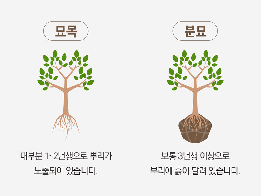 뿌리에 흙이 없는 1~2년생 묘목과 분묘 형태의 3년생 이상 결실주를 비교 설명하는 이미지 