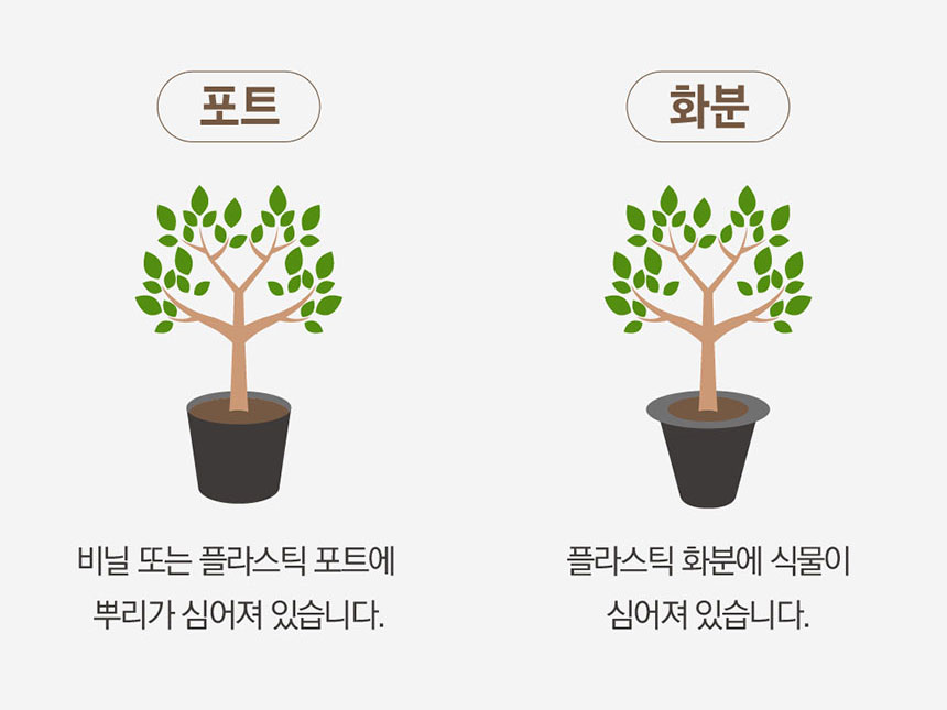 뿌리에 흙이 없는 1~2년생 묘목과 분묘 형태의 3년생 이상 결실주를 비교 설명하는 이미지 