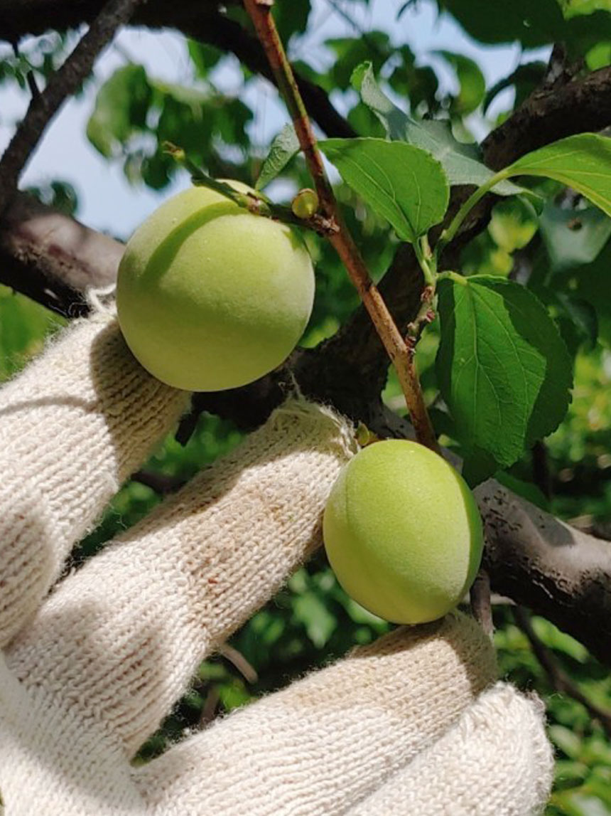 유실수 청매실이 매실나무에 열려있는 사진