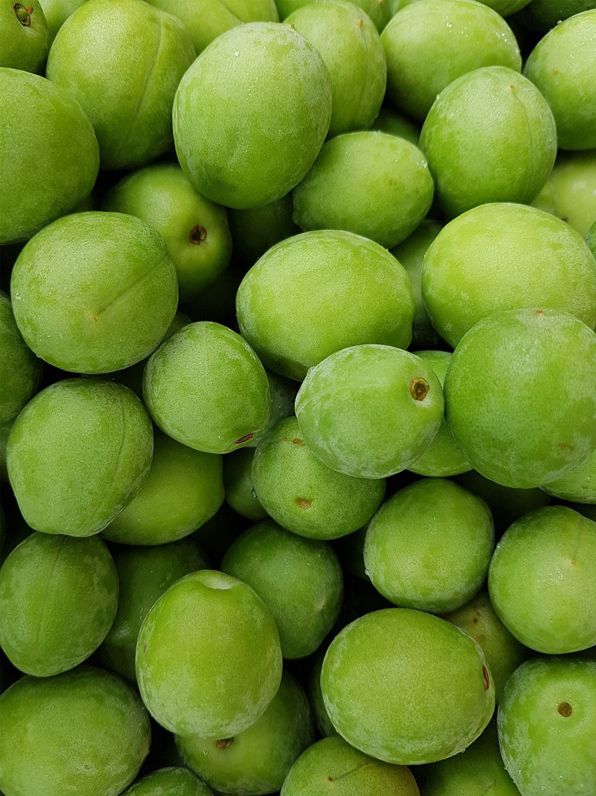 매실나무 유실수 매실나무에서 딴 청매실의 싱싱한 모습