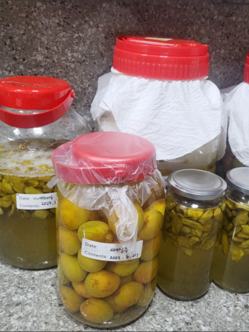 유실나무 매실나무에서 열린 매실 