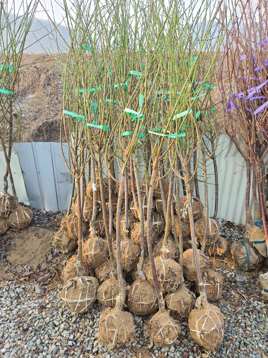 유실수 매실나무 청매실 나무 묘목