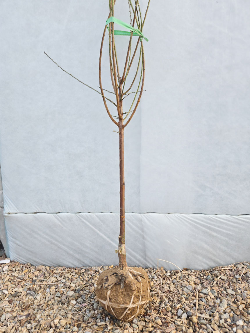 뿌리좋고 건강한 유실수묘목 매실나무 청매실 나무묘목