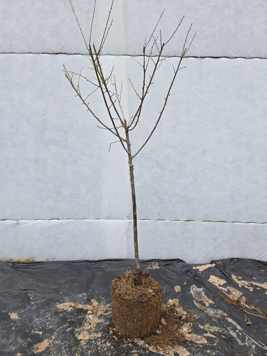 발송될 청매실 나무 매실나무 묘목