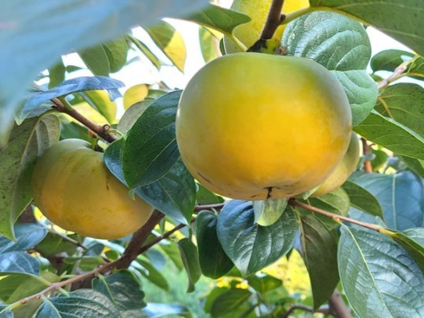 태추 단감나무에 태추감이 열린 유실수 감나무 묘목