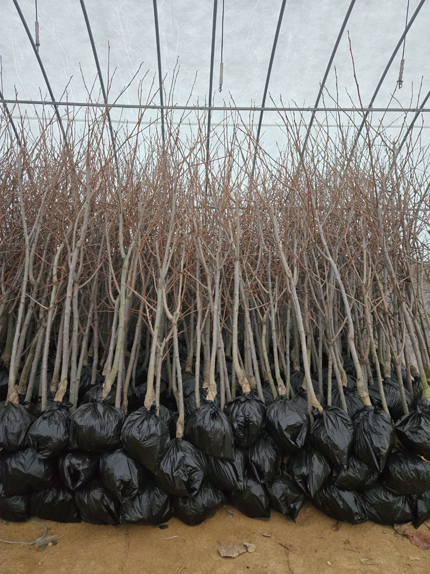 유실수 묘목 태추단감 나무 묘목의 사진