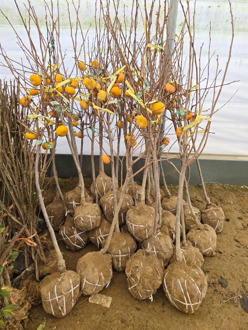 밭에서 캐온 유실수묘목 태추단감 태추감 감나무 사진
