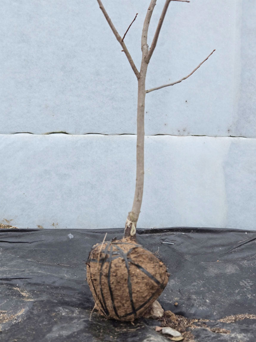 밭에서 캐온 유실수 대추단감 나무 감나무재배