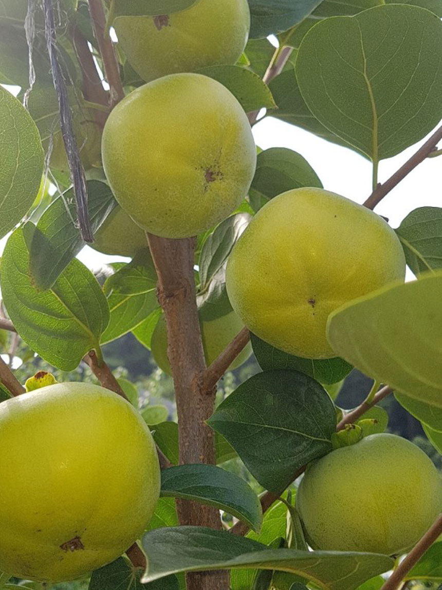 감나무 유실수 단감나무 묘목의 태추단감 모습