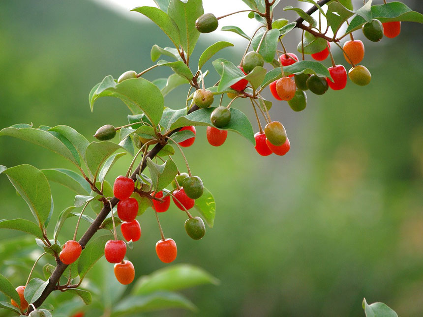 유실수 앵도나무에 앵두가  열려있는 사진