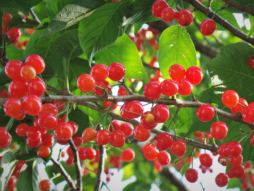 유실수 앵도나무에 앵두가 자란 사진