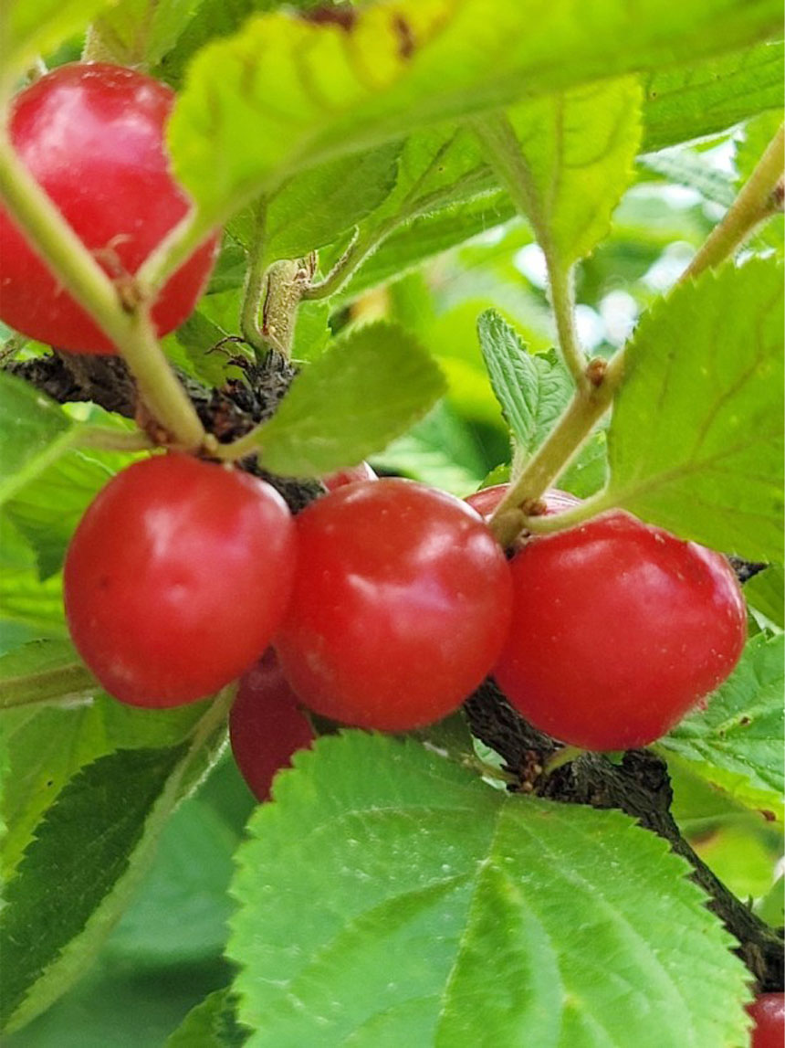 빨갛게 익은 앵도나무 열매 왕앵두의 사진