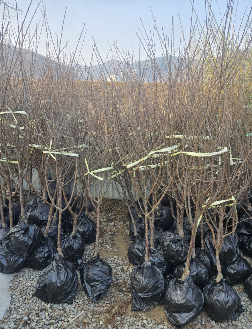 왕 앵도나무 묘목을 들고있는 사진