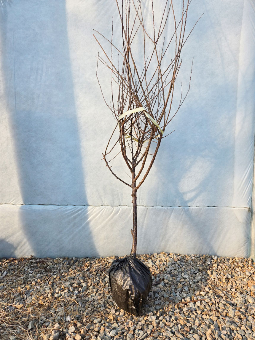 건강한 왕 앵도나무 묘목의 사진