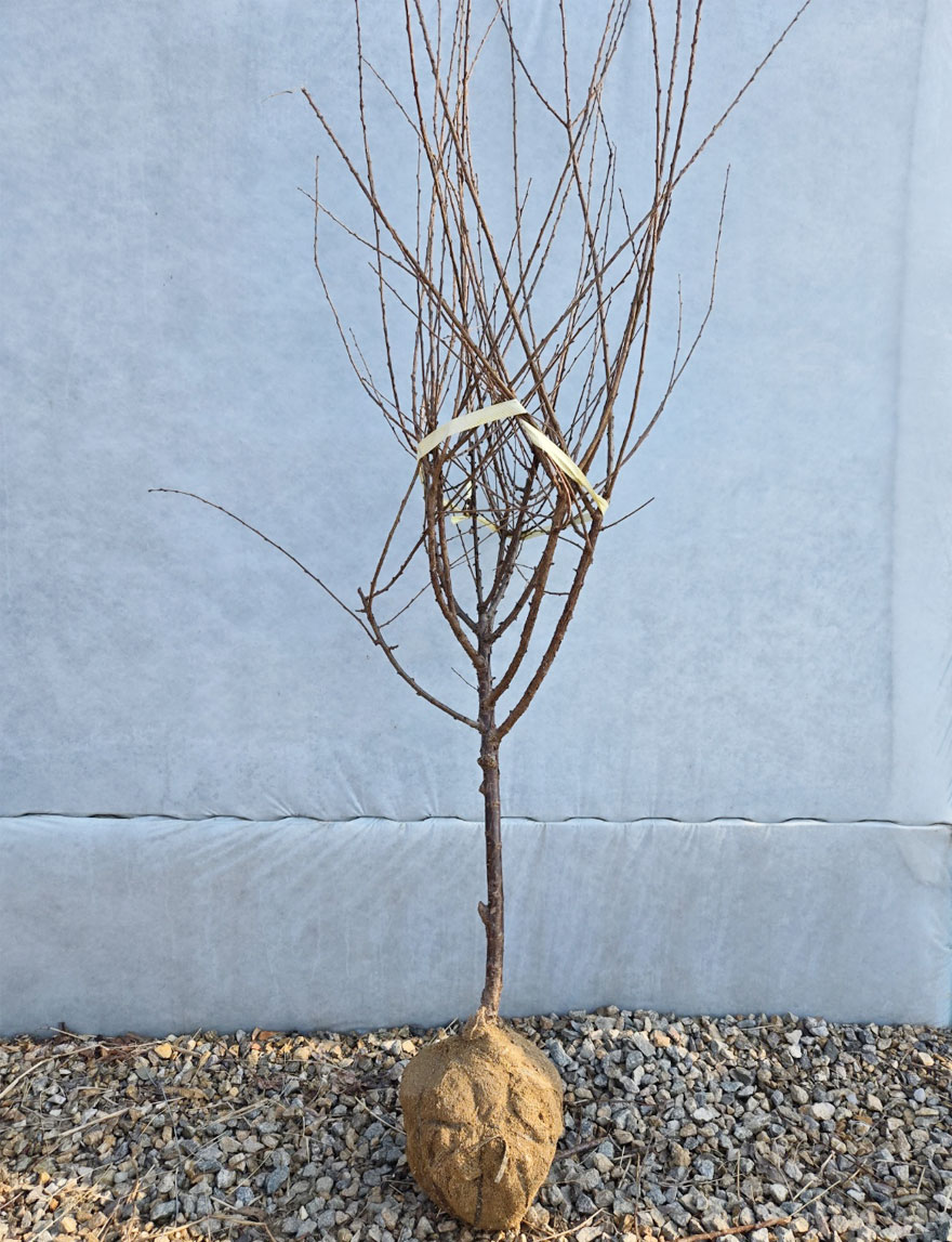 왕 앵도나무 묘목을  심고있는 모습