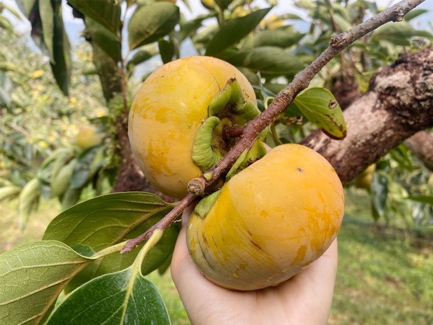 감나무 유실수 단감나무 묘목의 감풍단감 
