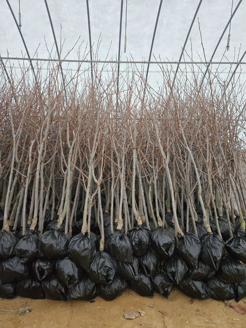 유실수 묘목 감풍단감 나무 결실주 묘목