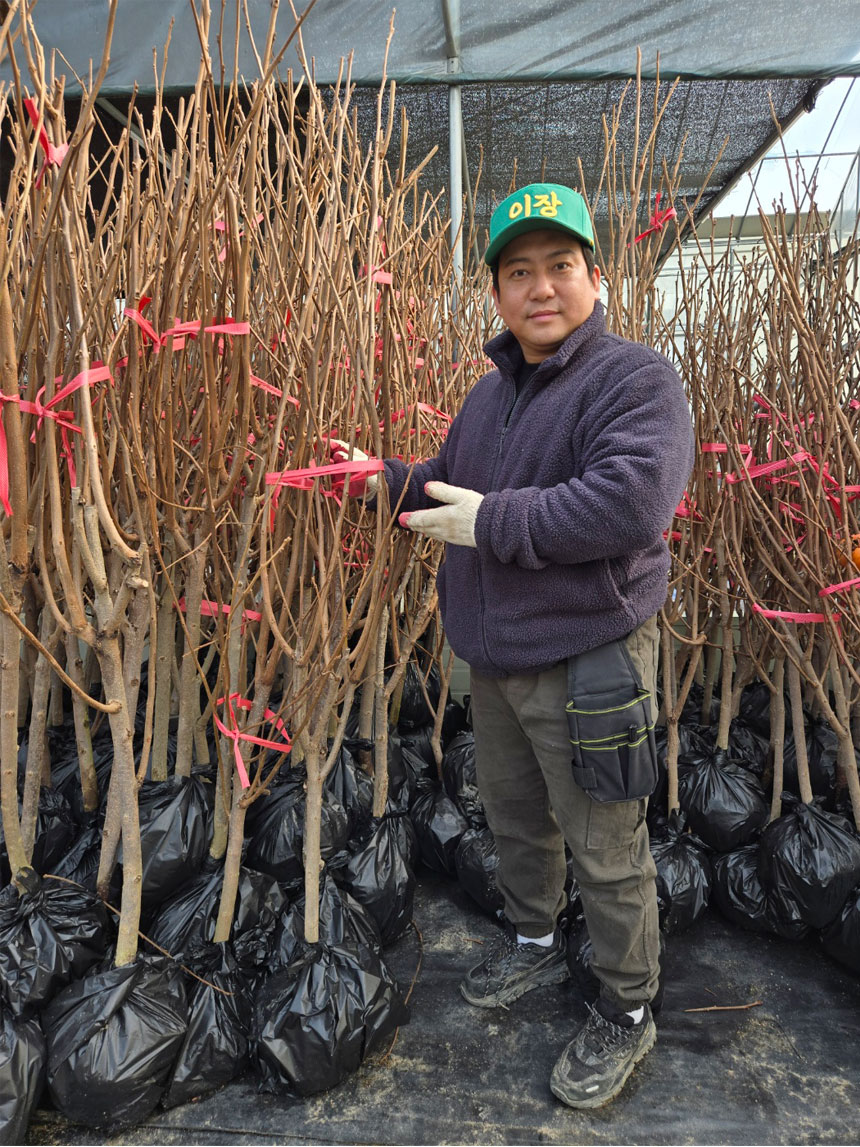 밭에서 캐온 유실수 묘목 감풍단감 나무 사진