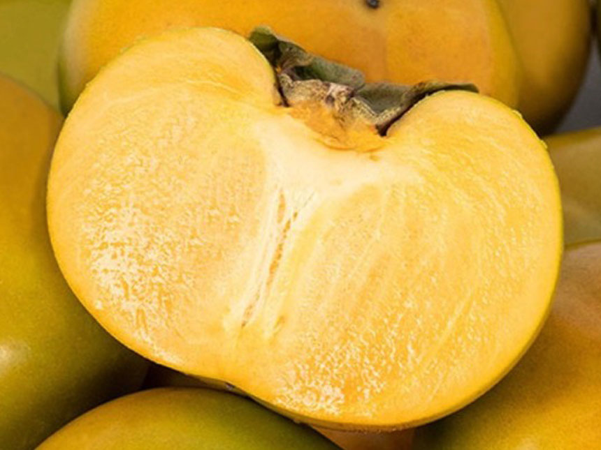 유실수 감풍단감의 단면모습