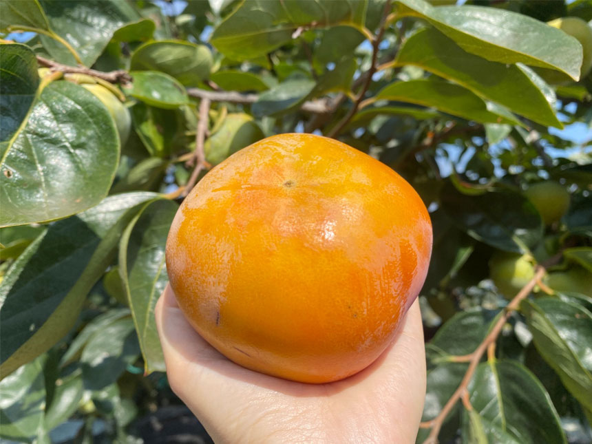 단감나무에서 방금 딴  감풍단감