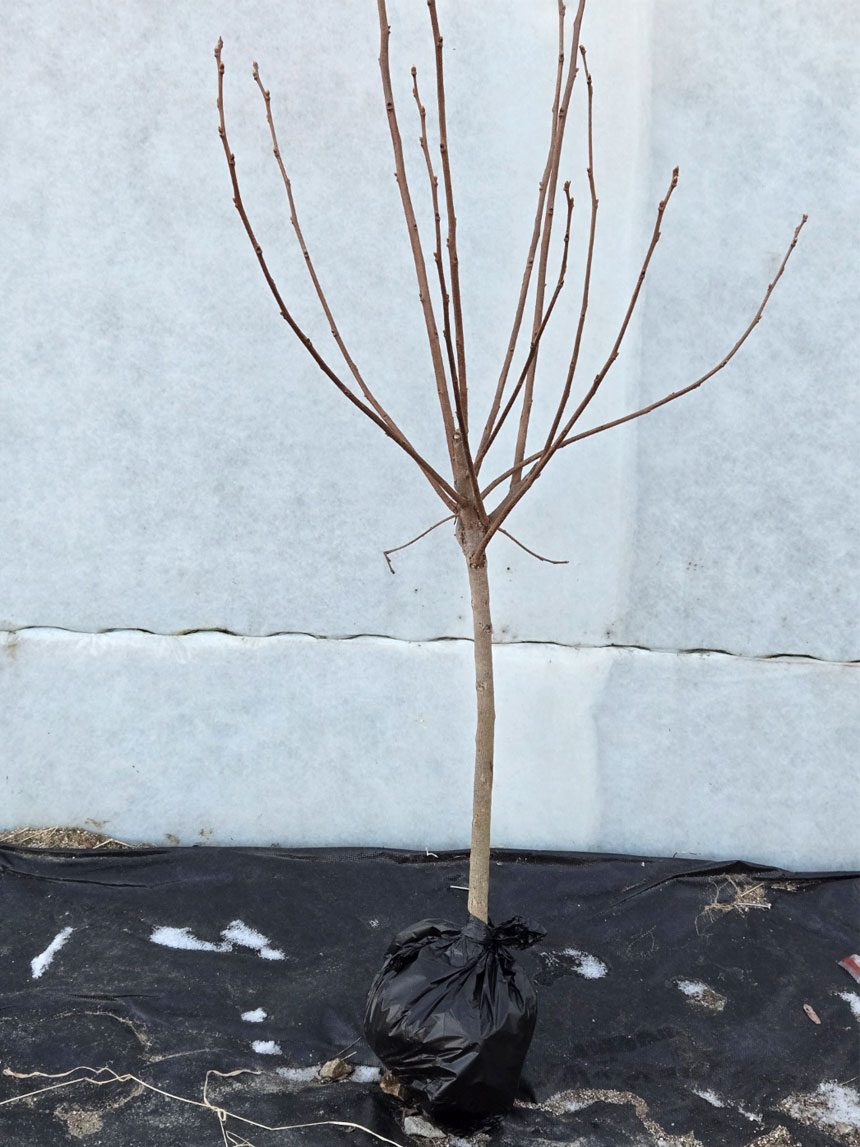 고객님이 받게 되실 단감나무의 종류인 감풍단감 나무 결실주