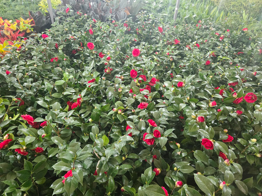 동백나무묘목에 활짝핀 동백나무 동백꽃