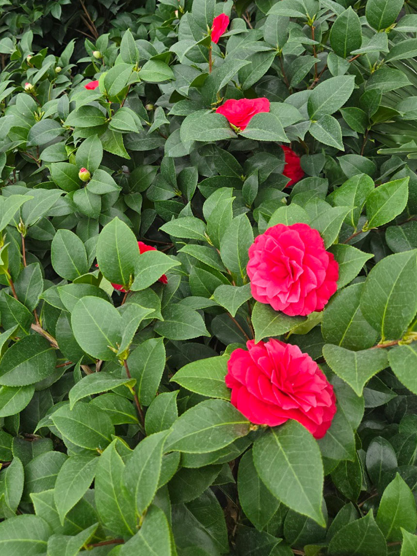 동백나무묘목 동백키우기 좋은 동백나무에 핀 블랙로즈 동백꽃