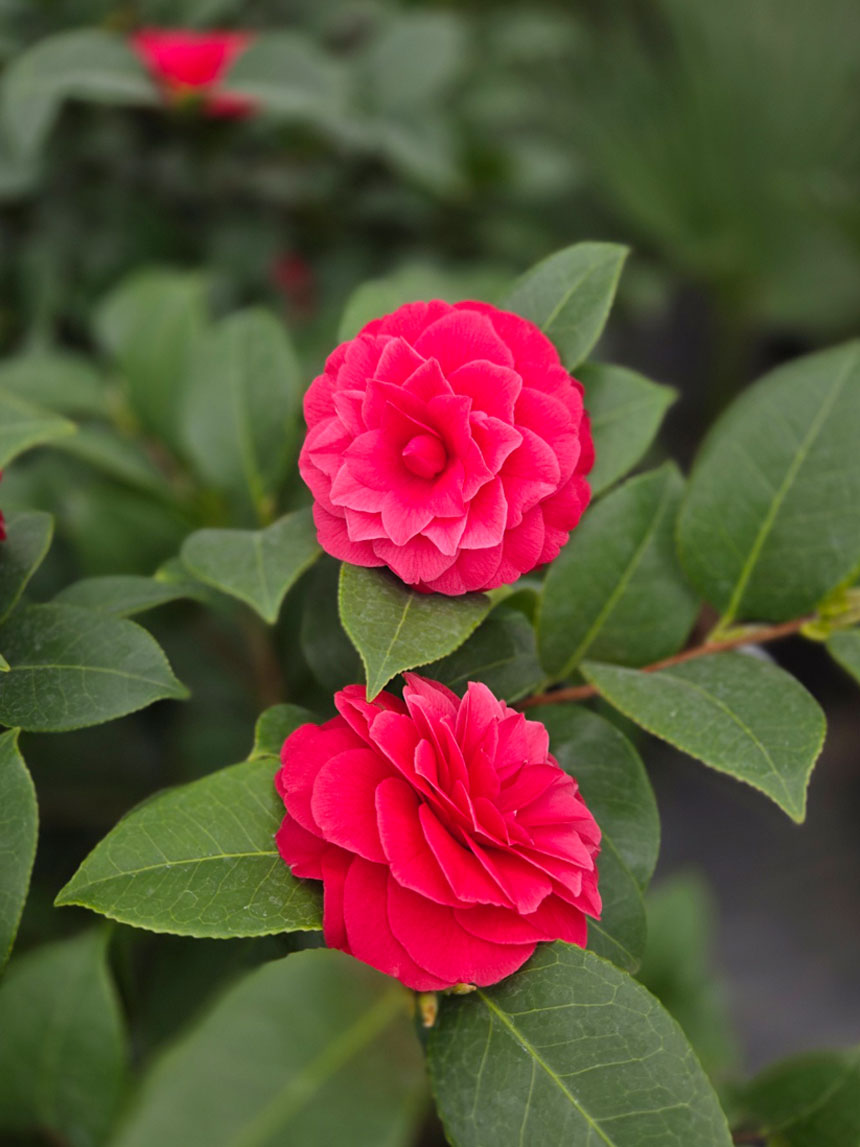 동백꽃나무에 활짝핀 블랙로즈라 불리는 동백나무 동백꽃