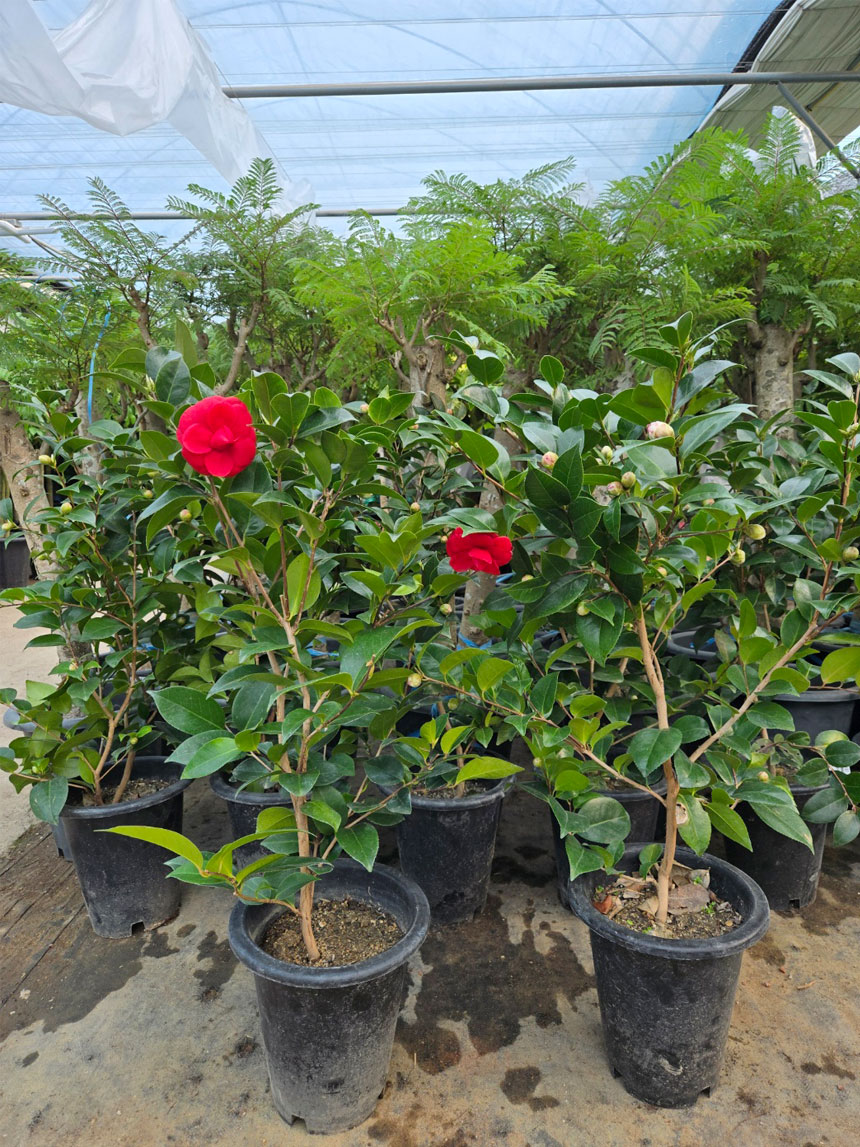 키우기쉬운식물 동백나무 동백꽃 동백나무판매용 