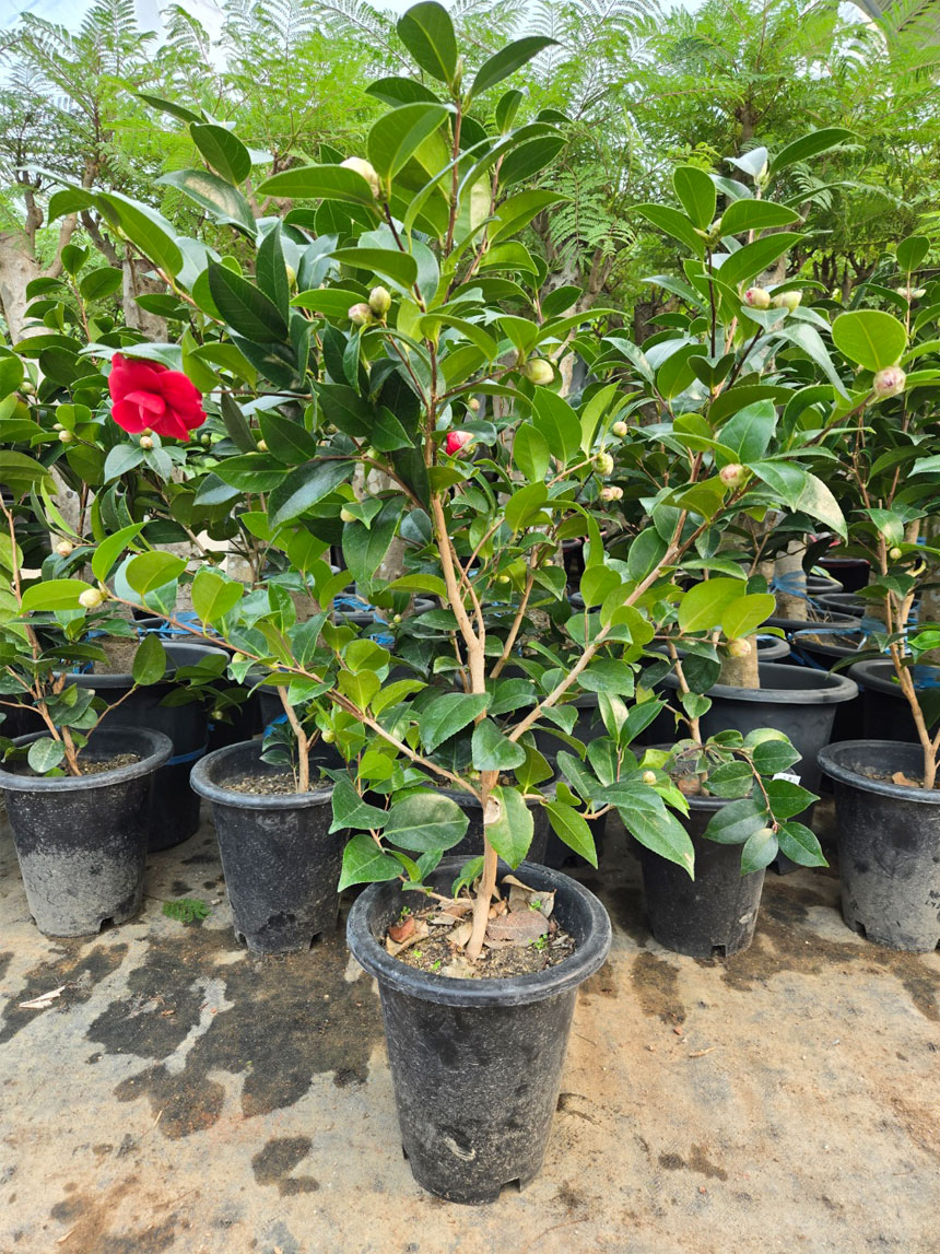 동백키우기 쉬운 식물 동백꽃이 활짝핀 동백나무 블랙로즈 동백꽃나무