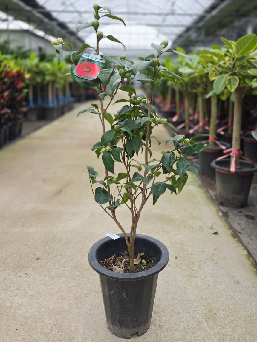 발송될 블랙로즈라 불리는 동백나무 동백꽃  동백꽃나무