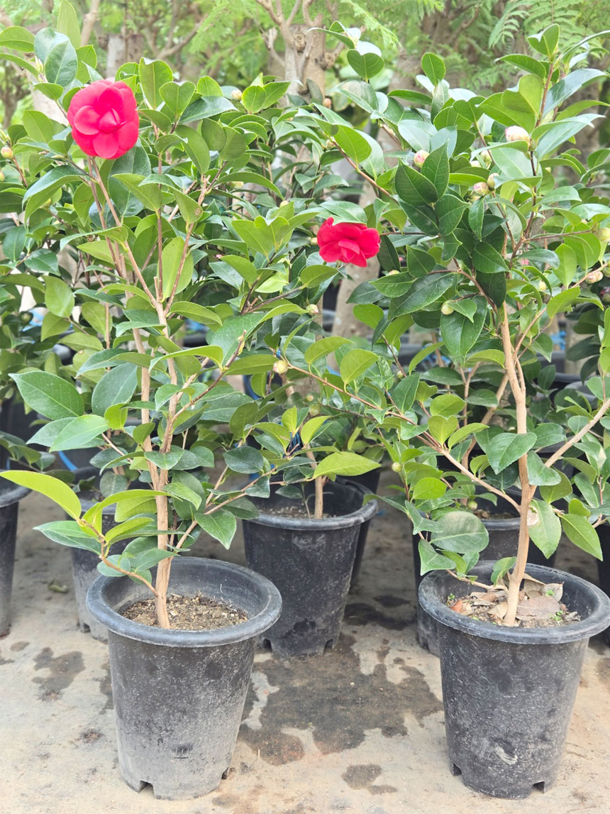 동백키우기 쉬운 식물 동백꽃이 활짝핀 동백나무 블랙로즈 동백꽃나무