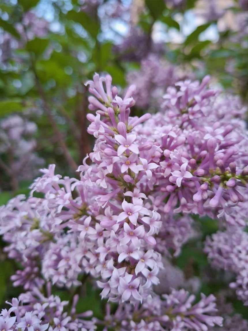 라일락꽃 미스김라일락이 활짝핀 모습