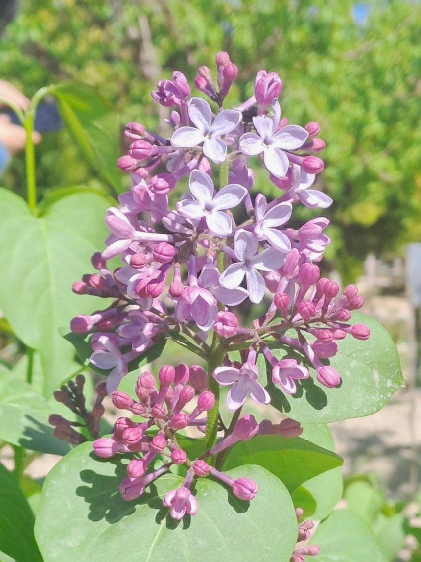 라일락나무 묘목에 라일락이 개화한 모습