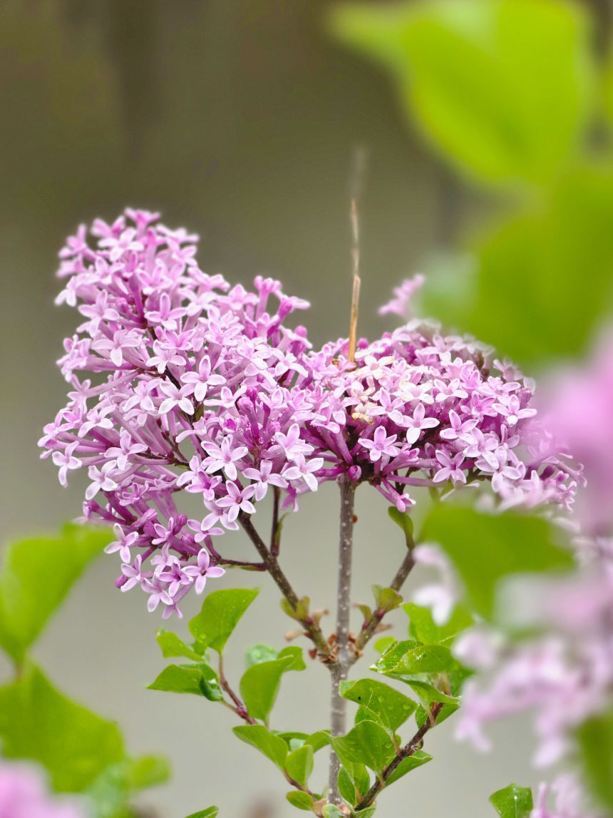 라일락나무 품종인 미스김라일락이 활짝 피어있는 사진