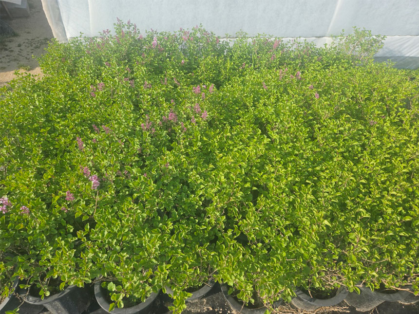 재배중인 라일락꽃 미스김라일락