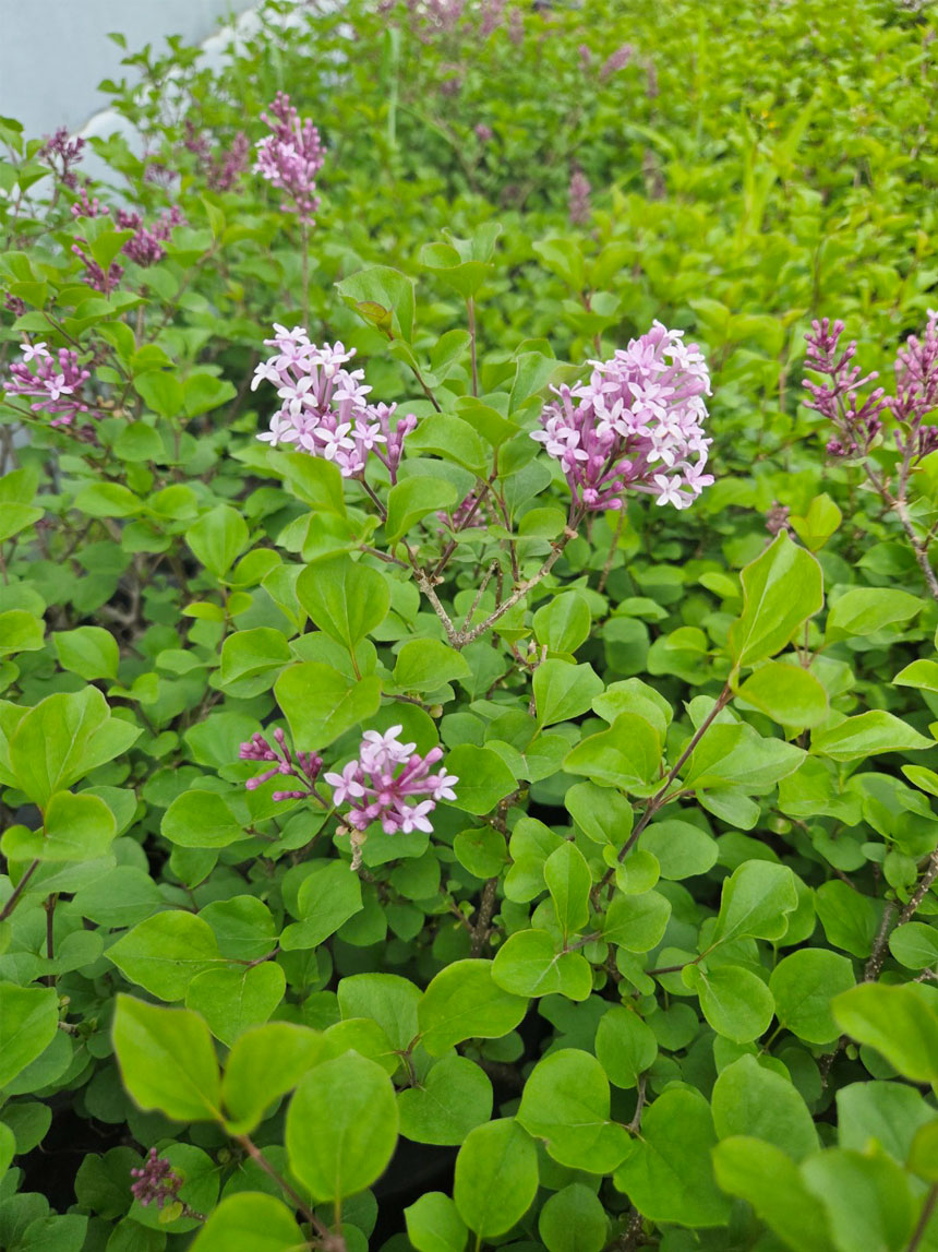재배중인 미스김라일락이 슬슬 개화하고 있는 사진