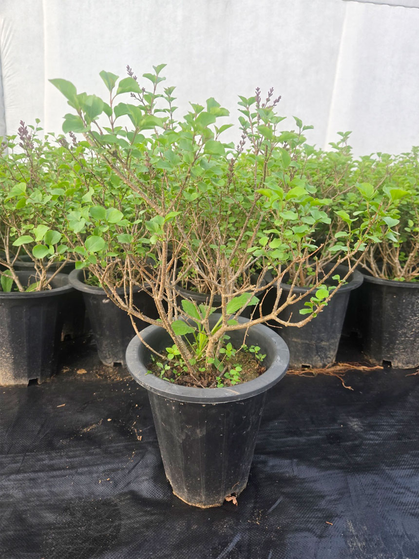 발송될 라일락 꽃 나무 묘목 미스김라일락의 사진