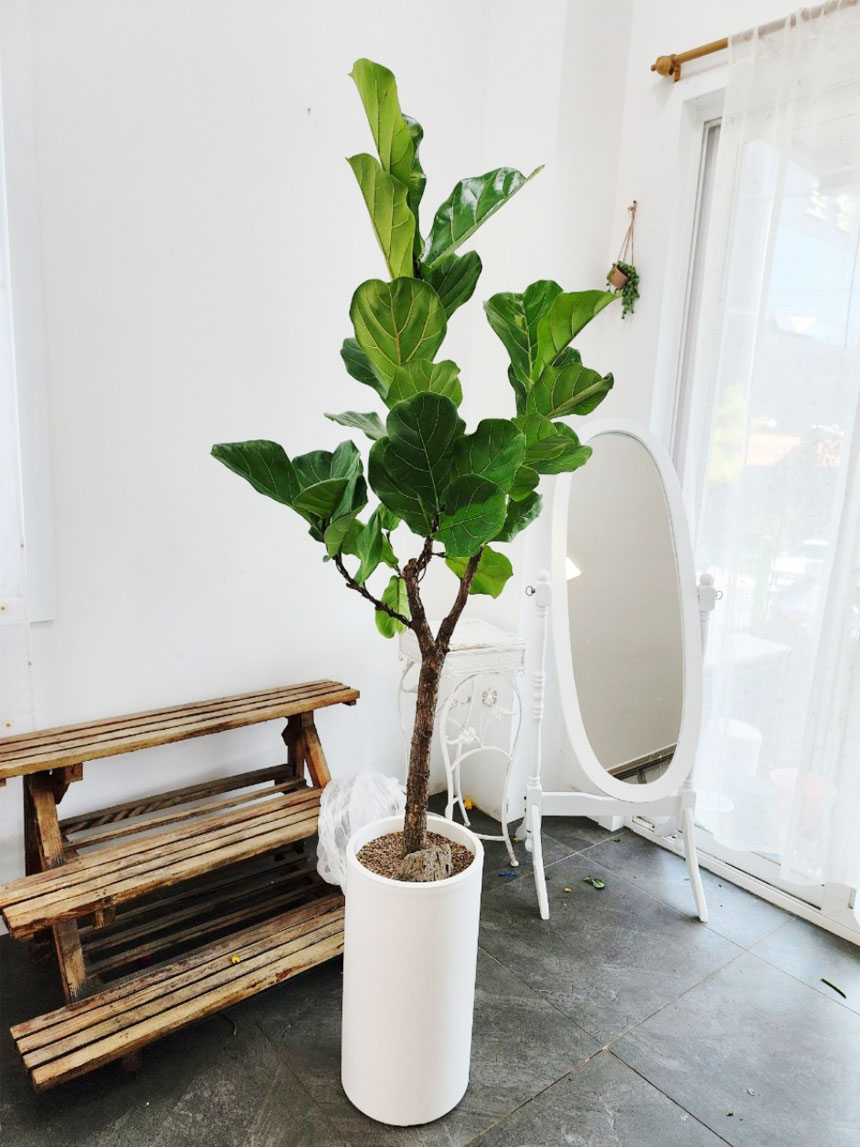 공기정화식물 고무나무종류인 떡갈고무나무 대품