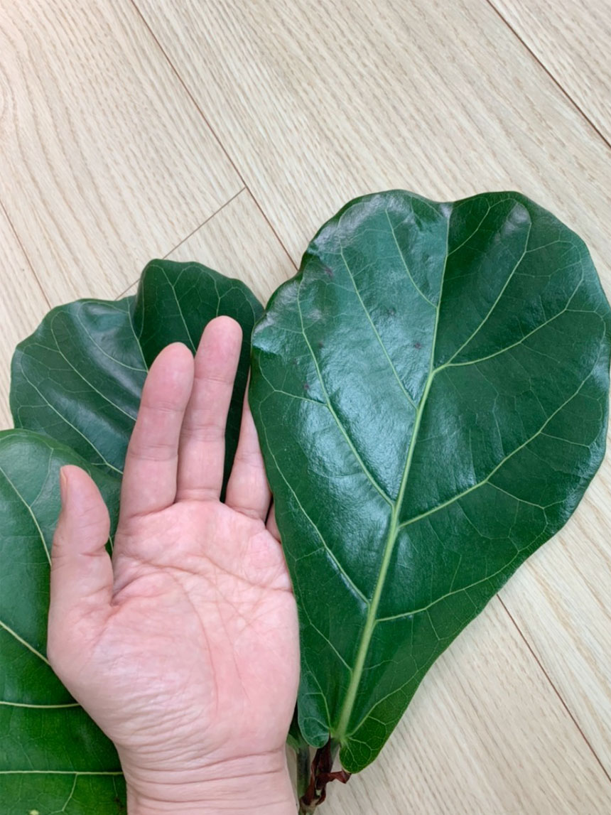 잎이 떡갈나무의 잎과 비슷하다 하여 떡갈고무나무 라고 불립니다