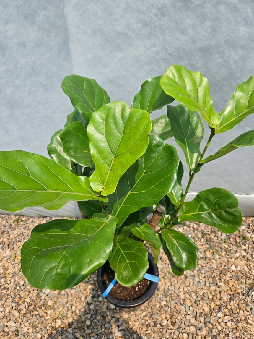 인테리어식물로 인기좋은 고무나무 종류인 떡갈고무나무 공기정화식물