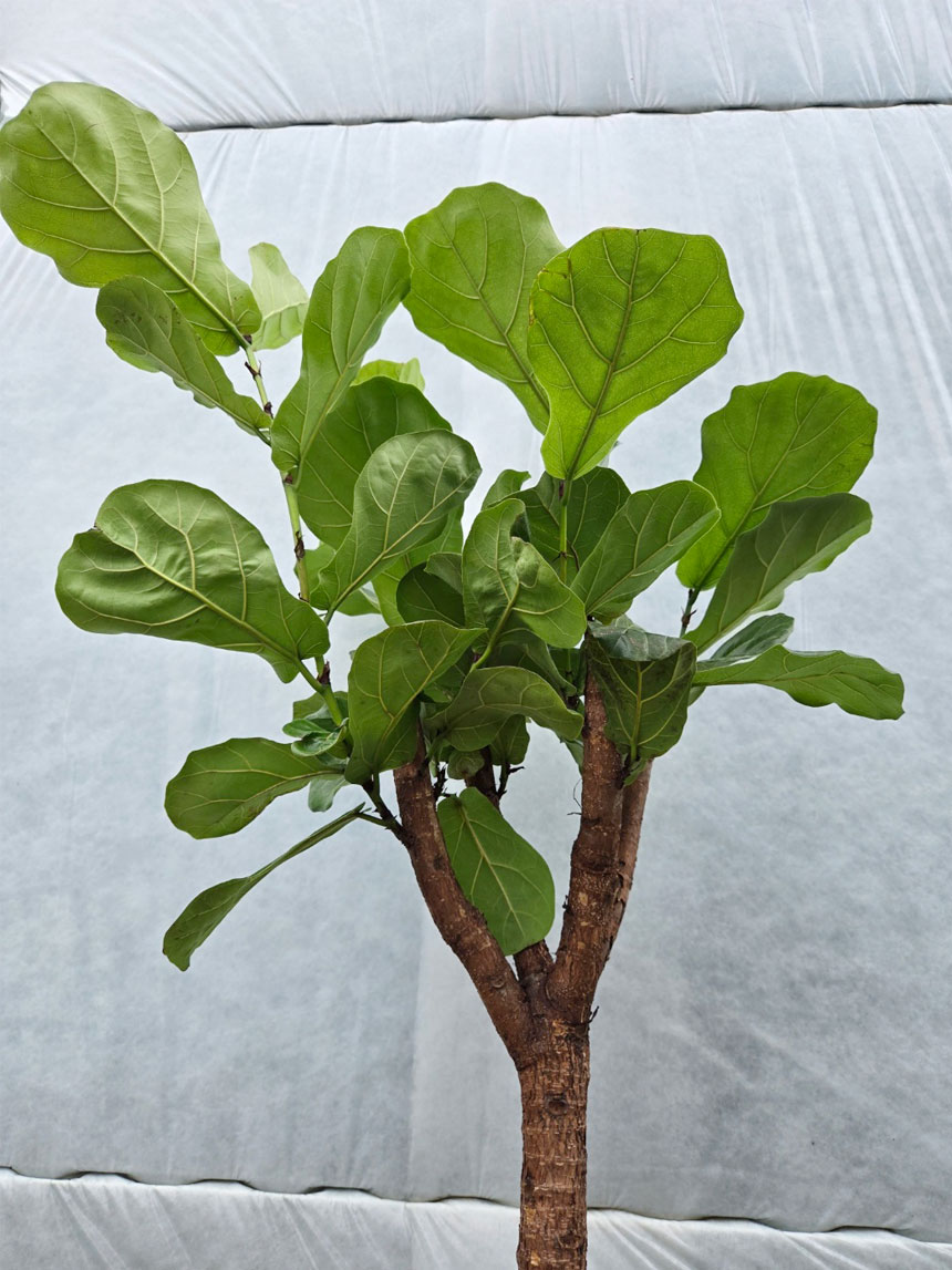 거실화분 인테리어로 제격인 실내공기정화식물 떡갈나무