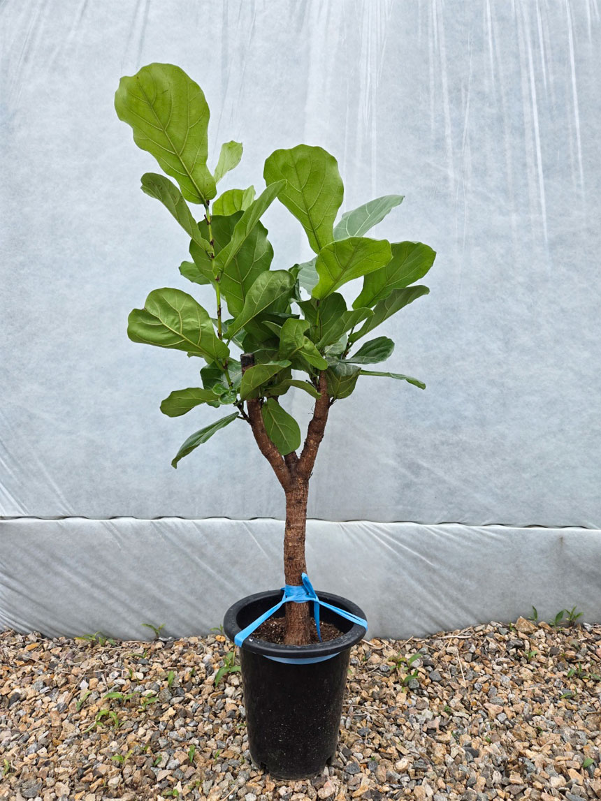잎이 건강하고 푸릇한 키우기쉬운 실내식물 떡갈고무나무