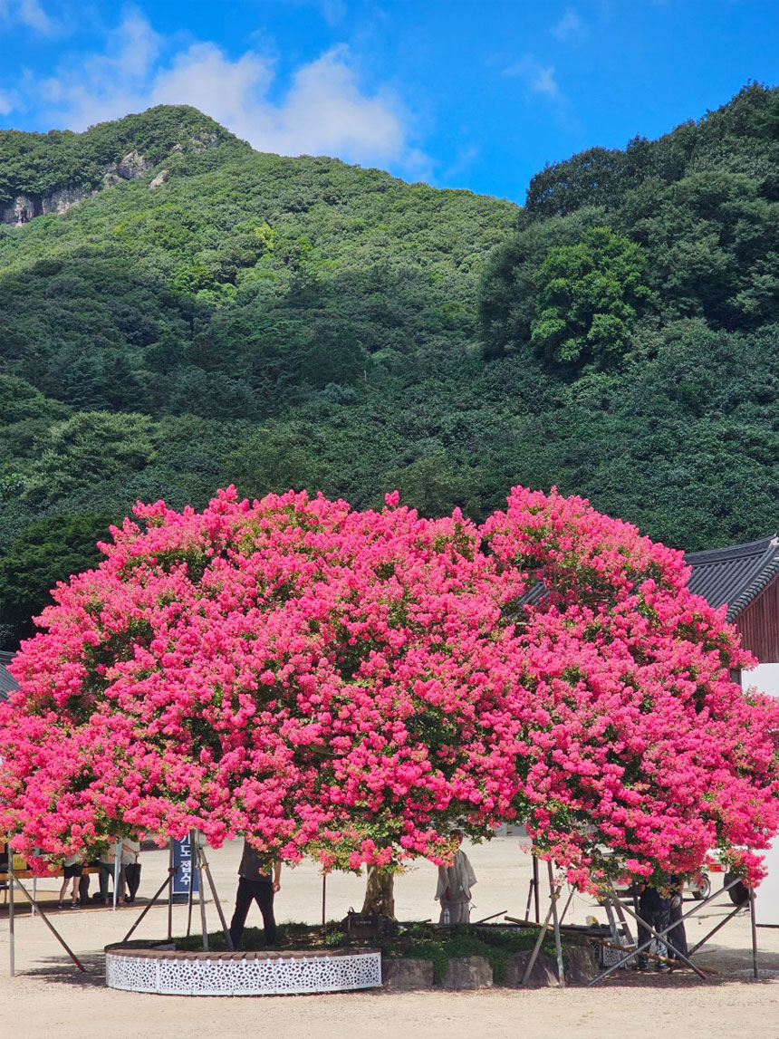 배롱나무 핑크색꽃 분홍색꽃 백일홍나무