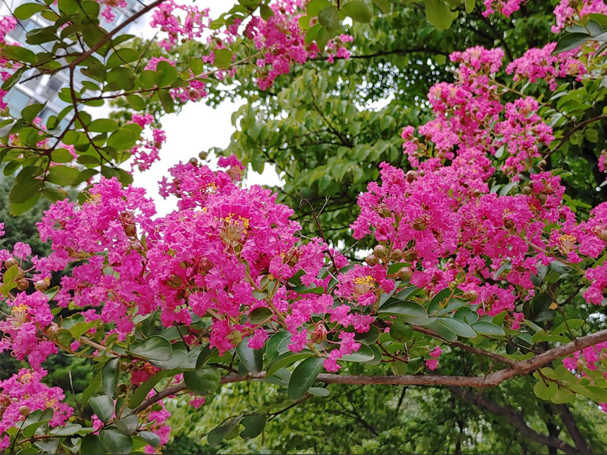 가득피어있는 여름꽃나무 조경수 백일홍이라 불리는 배롱나무 