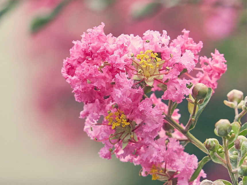 꽃이 원추형으로 피고 주름이 많이 있는게 특징인 백일홍 분홍색꽃 배롱나무
