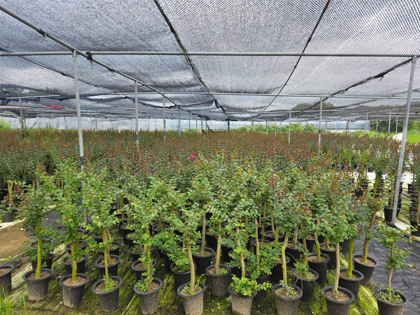 분홍색 백일홍꽃을 피울 백일홍나무 백일홍묘목