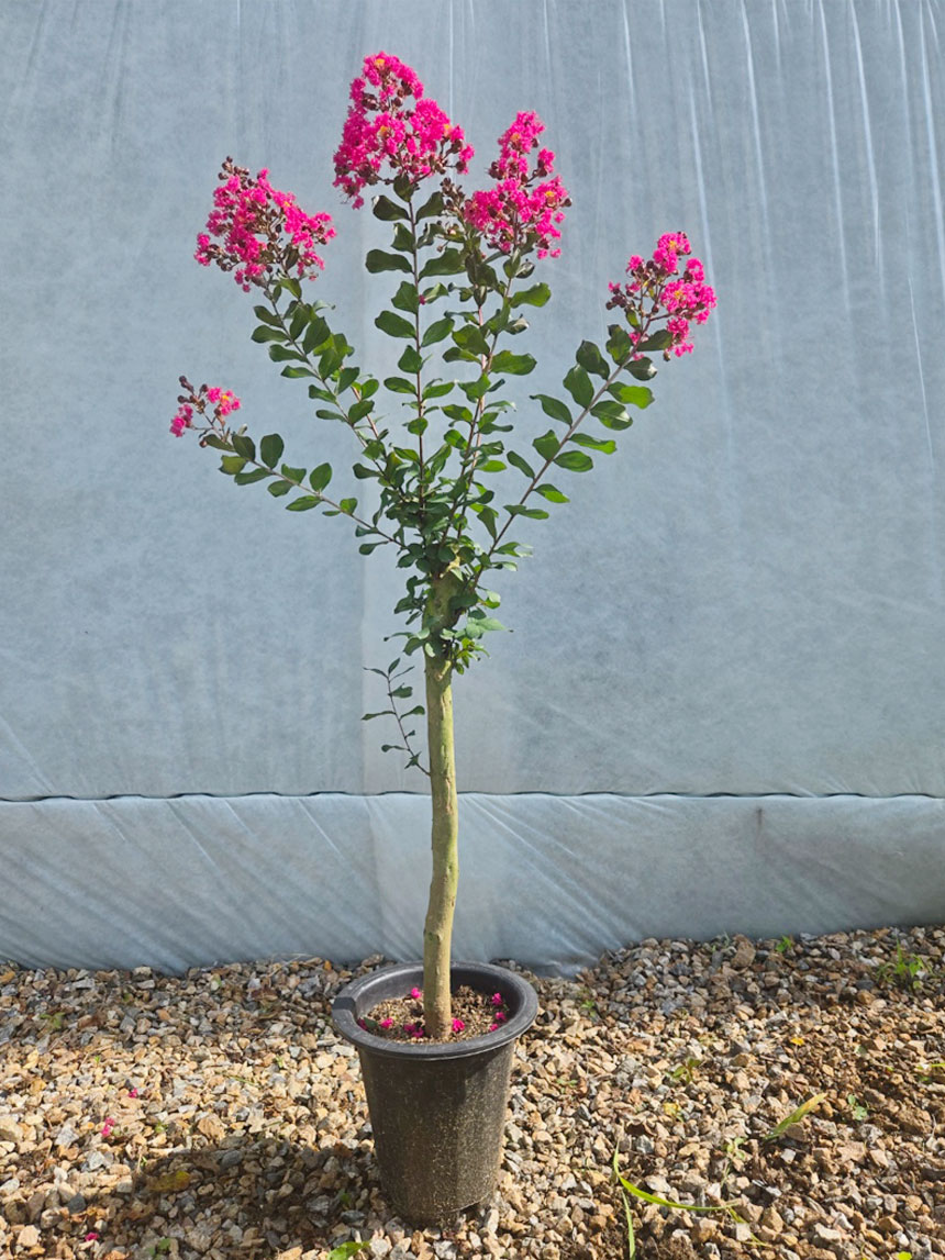 고객님이 받게 되실 정원수 조경수로 인기좋은 꽃나무 배롱나무묘목