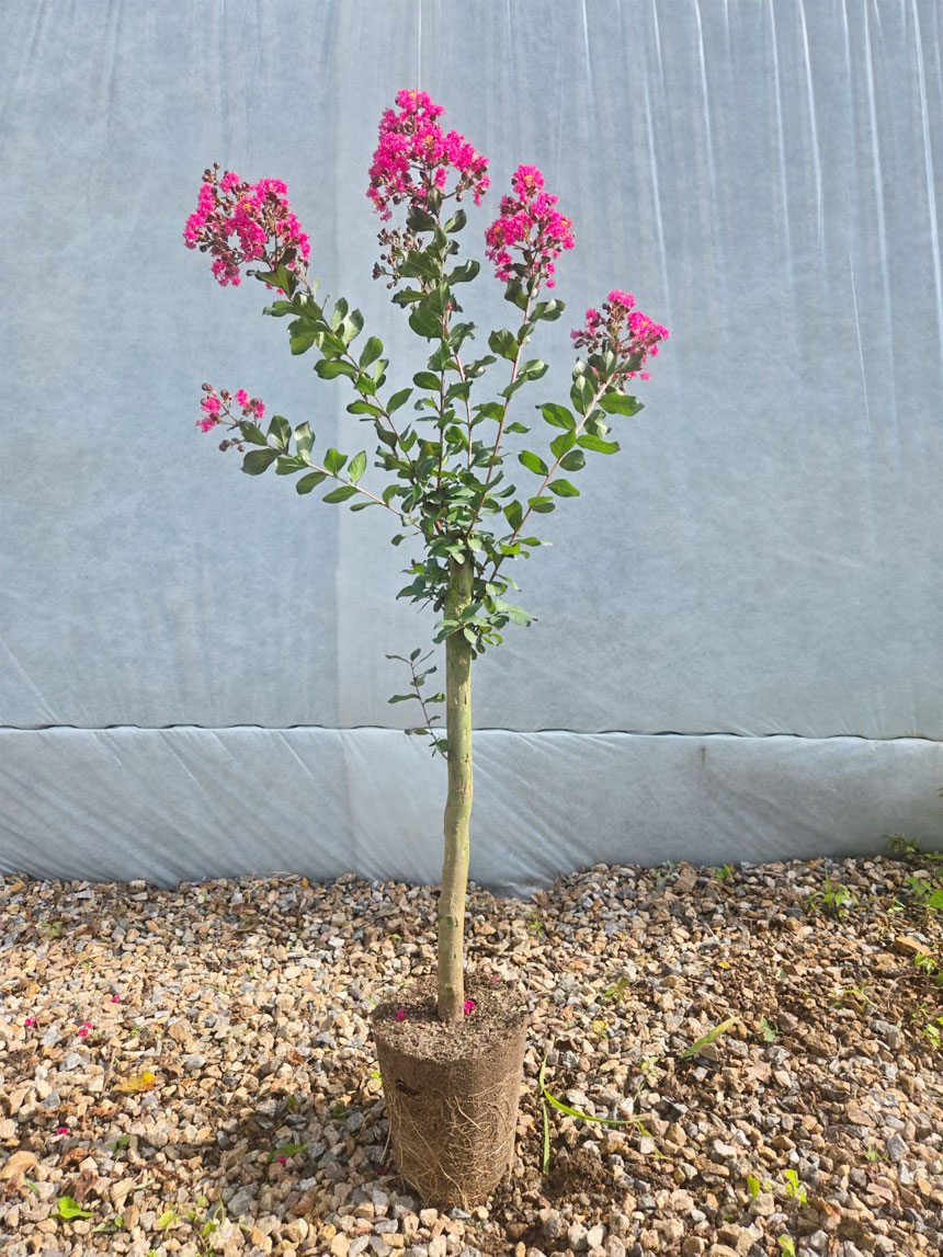 뿌리까지 건강한 목백일홍 배롱나무묘목 분홍색 백일홍꽃나무