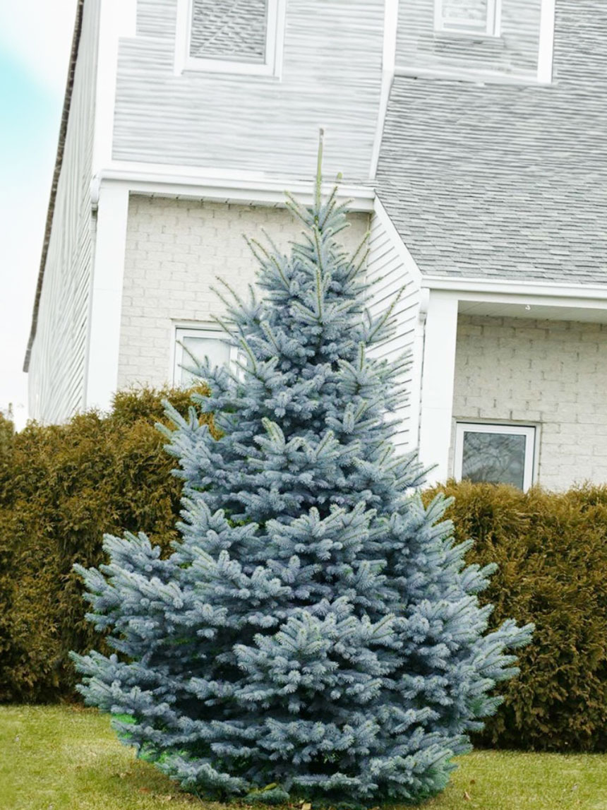 소나무묘목 은청가문비  베이비블루 